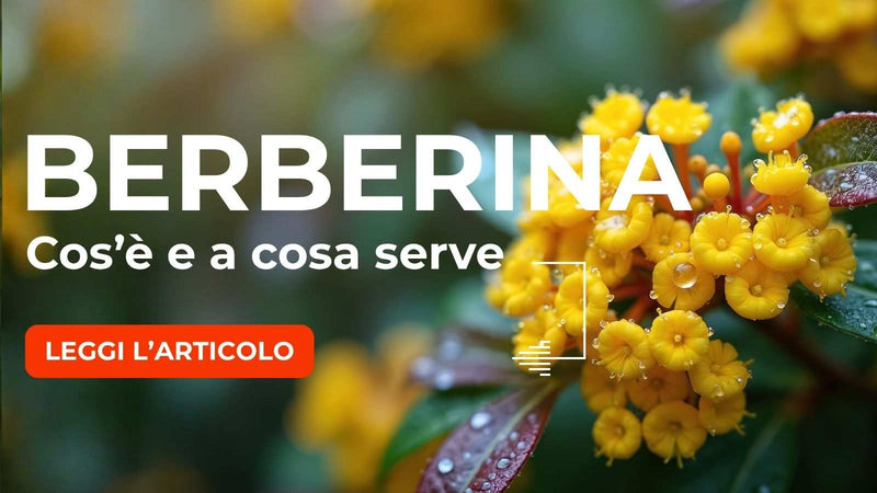 Berberina: cos'è e a cosa serve